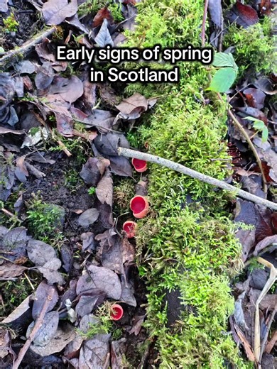 Mild winter leading to signs of early spring #scotland