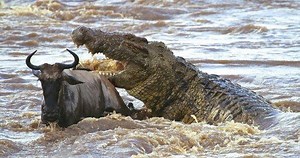 162K views · 1.2K reactions | Can Wildebeest escape Jaws of Giant Crocodile ??? Let see video to Know !!! Get at more: https://goo.gl/xHbWD8 | Wild Animal World | Facebook