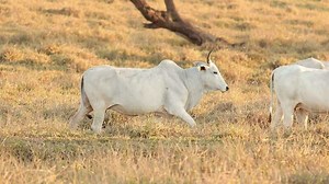 nelore cattle on dry pasture