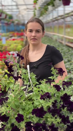 Cum și când tundem petunia: ghid practic pentru tăierea corectă