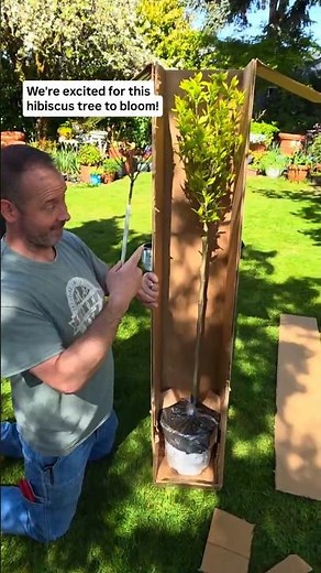 6 Tree-Form Shrubs Just Arrived And They're Perfect #plants #gardening #shorts