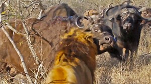4.5M views · 10K reactions | 2 Male lions have caught a buffalo cow, but the rest of the herd returns to save her from the lion's grasp.  | Wild Tings | Facebook