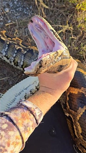 PYTHON ATTACK!