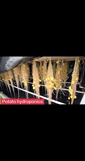 Hydroponic Potato Breeding Techniqu#Hydroponicpotato #greenhouse #VerticalAgriculture#Aerosolculture #Hydroponicequipment