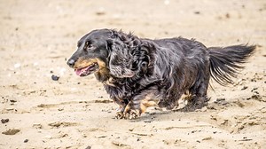 Full Size Long Haired Dachshund - Amazing Facts And Stats Revealed!