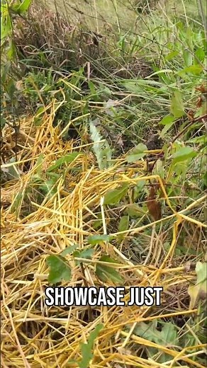 Mulching Our Garden: Final Steps & Tips!