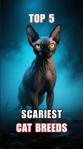 Top 5 Creepiest Cats Ever Caught on Camera!