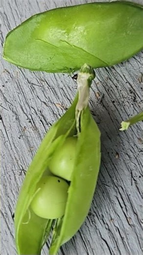 Who's your pea in the pod? Garden Harvest 2025
