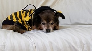 4.7K views · 895 reactions | Our Halloween "Bug's Life" photo shoot was pretty crazy.. especially since it was Baby Hippo Dog's first time. Here's our behind the scenes video! 曆臘‍♀️路‍♂️ #calmdownBHD #youreoutofcontrol #lotsofexcitementpee #Weesaysnotagain #KidsaysgetusedtoitBHD #TOKsaysohnoyousedont #yousegottabenutsLady #halloweeninbumbleland #adoptdontshop John Gregory | The Bumblesnot | Facebook