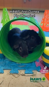 15 reactions · 5 comments | Adoptable guinea pigs Mira & Fyora and Luna & Onyx competed in HAWS’ first Guinea Pig Olympics! Who do you think won? Stop by HAWS this weekend to adopt one of these pairs of Olympians! Our adoption hours today (3/23) and tomorrow (3/24) are 11AM-3PM. #adopt #adoptme #animalshelter #animals #wisconsin #rescue #shelter #guineapigs #pet #pets | Humane Animal Welfare Society - HAWS of Waukesha | Facebook