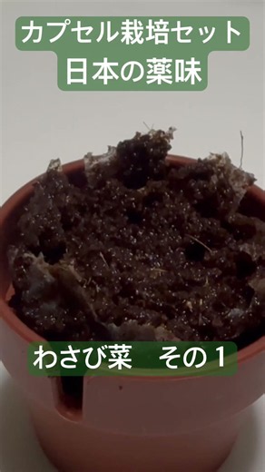 【カプセル栽培セット】日本の薬味 わさび菜その１