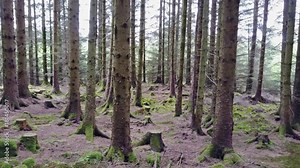 Flying through the forest in the scottish highlands