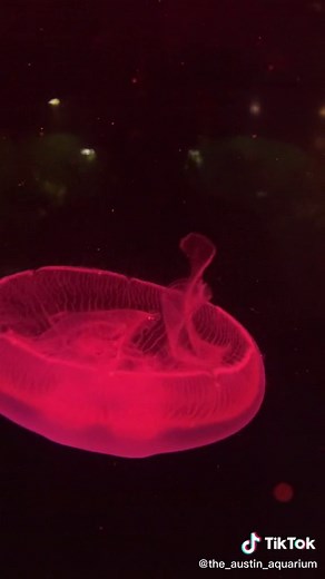 Discover the Fascinating World of Moon Jellies