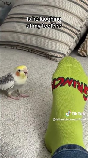 Can’t Tell If My Cockatiel Is Laughing at My Socks 😂