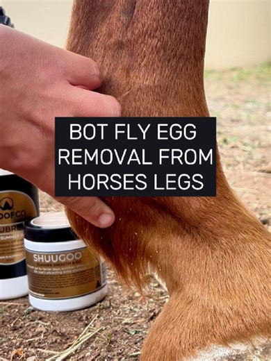 It's bot fly season here in Australia and removing the eggs from your horses coat is a tricky but necessary process. One of our crew tried a new method as you can see, she was pretty happy with it. #horsecare #equinelife #botflyremoval