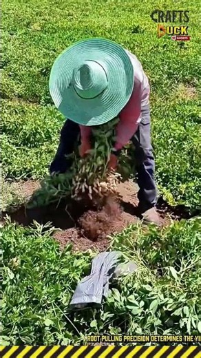 Peanut Harvesting: Manual Root Pulling #dailywork #work #process #PeanutHarvest
