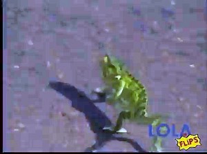 Dancing Gecko Has That Friday Feeling!