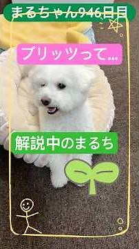 ビションブリッツとは？解説あり⁉️#youtubeshorts #トイプードル #ビションフリーゼ #可愛い #puppy