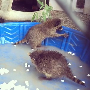 Our raccoons enjoy a diet of mostly natural foods like berries, nuts, carrion, mealworms, mushrooms, organ meats, and vegetables, but sometimes, a hot day demands a little treat! Did you know that raccoons absolutely adore marshmallows? This is probably because their sensitive hands are delighted by their fluffy texture. Titus and Maverick are enjoying playtime with these edible toys. Aside from being fun, these activities will encourage the critters to be comfortable around water and to learn h