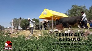 4.9K views · 191 reactions | Vea como se encuentra Cernícalo Asesino, astado sensación que se medirá este domingo 23 de julio en el Campo Ferial Villa Zamácola a Indio Chicote en las Tradicionales peleas de toros por el Aniversario de la Irrigación Zamácola... no te puedes perder este espectacular programa a partir de la 1 de la tarde con ¡Pasión y Coraje! | Pasión y Coraje Perú | Facebook