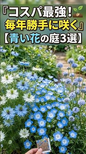 [Enjoy for free every year] Flowers that create a "blue garden" that grows from self-sown seeds