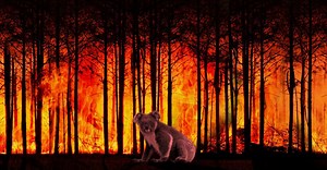 Koalas Face Uncertain Future After an Estimated 1,000 Are Killed in Fires