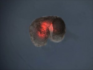 The first living robot