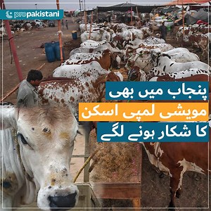 Lumpy Skin Disease has already killed dozens of cows, and thousands more are being affected by this viral disease in Sindh and now it is spreading in Punjab, causing a beef and milk crisis in the country. | ProPakistani