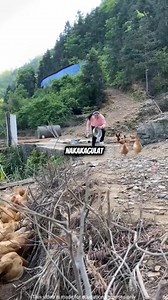 283K views · 1.9K reactions | Trained Chickens Come Running to the Bell in China! #trainedchickens #ChinaInnovation #SmartFarming #petchickens #viralanimals | Chryzon | Facebook