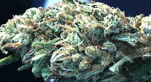 East Coast Sour Diesel | Marijuana Strain Reviews