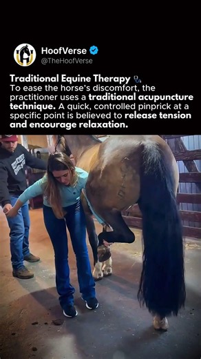 This Horse’s Leg Was Locked—Then the Vet Did THIS 😳🐎 #shorts