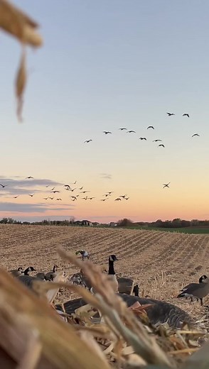 Mastering the Art of Goose and Duck Calling for Successful Hunting