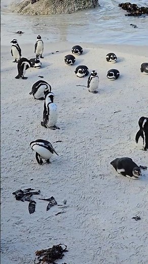 Penguins at Boulders Beach, Cape Town 🐧🐧