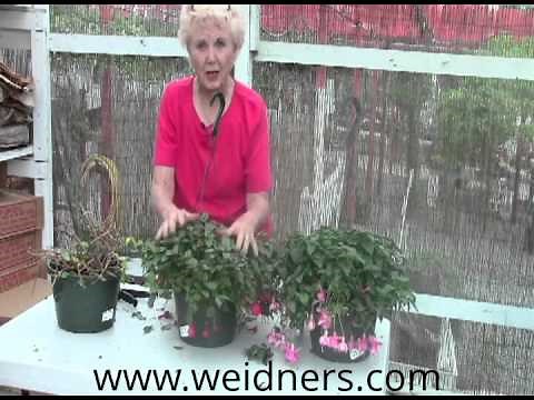 Edited - Part 2 - Cutting back Fuchsias