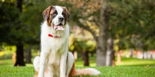 5 dog breeds that get along well with cats