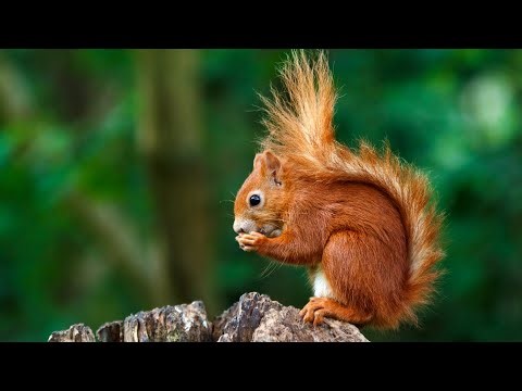 UK rangers celebrate record year for red squirrel numbers