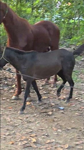 Pony Black #horse #animals #breeding