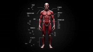 Download Detailed 3D Human Muscular System Anatomy Comprehensive Visualization Identification of Major Muscle Groups,Medical Illustration of Male Body Muscles Education, Healthcare, Fitness,Detailed Human for free