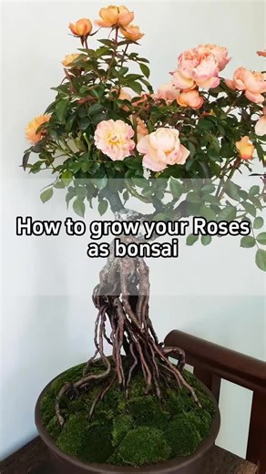 Amazing Garden Ideas on Instagram: "🌿How to grow your Roses as bonsai🌿 🪴First: Trim off the weak and thin roots of rose. 🪴Second: Cut off both ends of a plastic bottle and cut it in half. 🪴Third: Wrap the rose’s roots in the bottle and seal it. 🪴Fourth: Fill the bottom with soil and plant it into a flowerpot. 🪴Fifth: Remove the bottle and clean the soil after three to five months. 🪴Sixth: Trim the roots appropriately and keep the strong old roots."