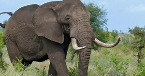CSI Africa: Tracking ivory poachers