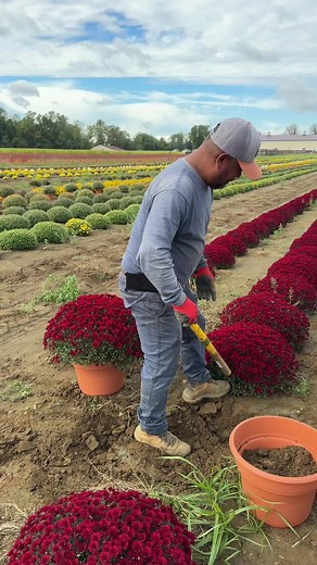 Chrysanthemum Planting Guide in a Flower Field