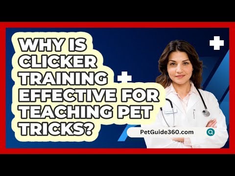 Why Is Clicker Training Effective For Teaching Pet Tricks? - PetGuide360.com