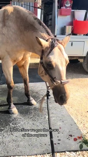 Overcoming Injury in Rodeo: A Personal Journey