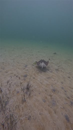 The Snorkel Sisters on Instagram: "Drifting on sunlight and salt, a small Stingaree in a very big blue. #stingaree #snorkeling #underwaterphotography #goprohero12 #portphillipbay"