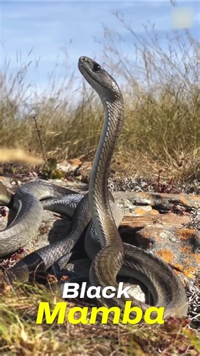 8 Most Dangerous Snakes in the World 🐍😳