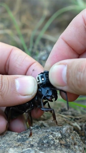 Inside an Ant Colony (POV Camera)