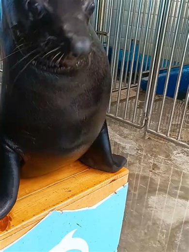 Walrus and Seal Sounds: Close-Up of Seal Singer