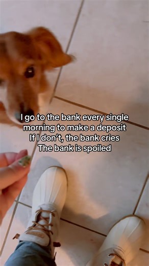 #dachshundlove #dogmomlife | Danielle David