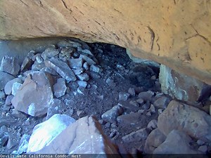 32K views · 144 reactions | Turns out condor nests aren't only for condors... Even though we imagine condor chicks safely tucked away in cliffside cavities, many other species have been known to frequent their cozy domiciles. Check out this two-striped garter snake as it slithers its way past last years' Devils Gate chick - who was caught snoozing through the whole thing! #WildWednesday | The Condor Cave | Facebook