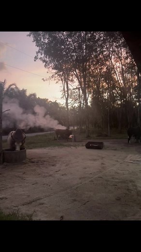 บ้านเราสวยงามเสมอ#ลังสาดเพชรวายุ #มอส #เจ้าพายุ #ฟีดดดシ #วัวแพ้อย่าทําลาย